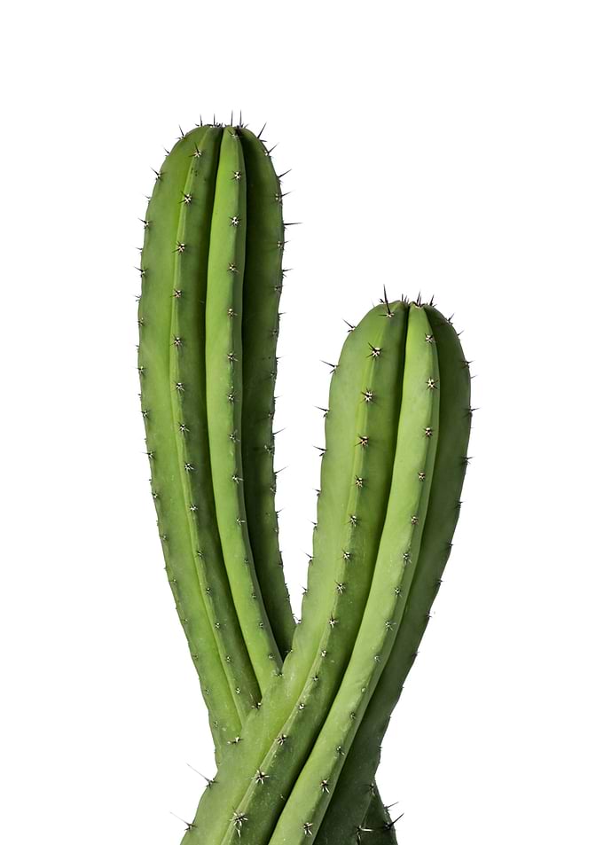 Cactus Couple