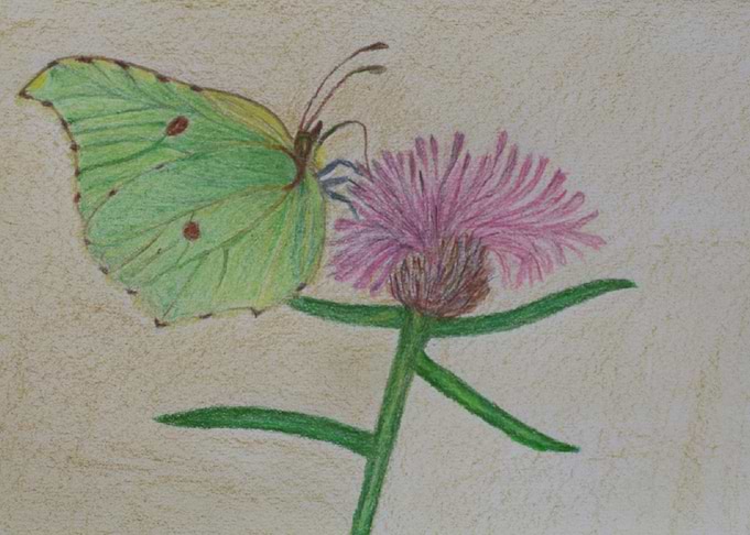 Brimstone Butterfly