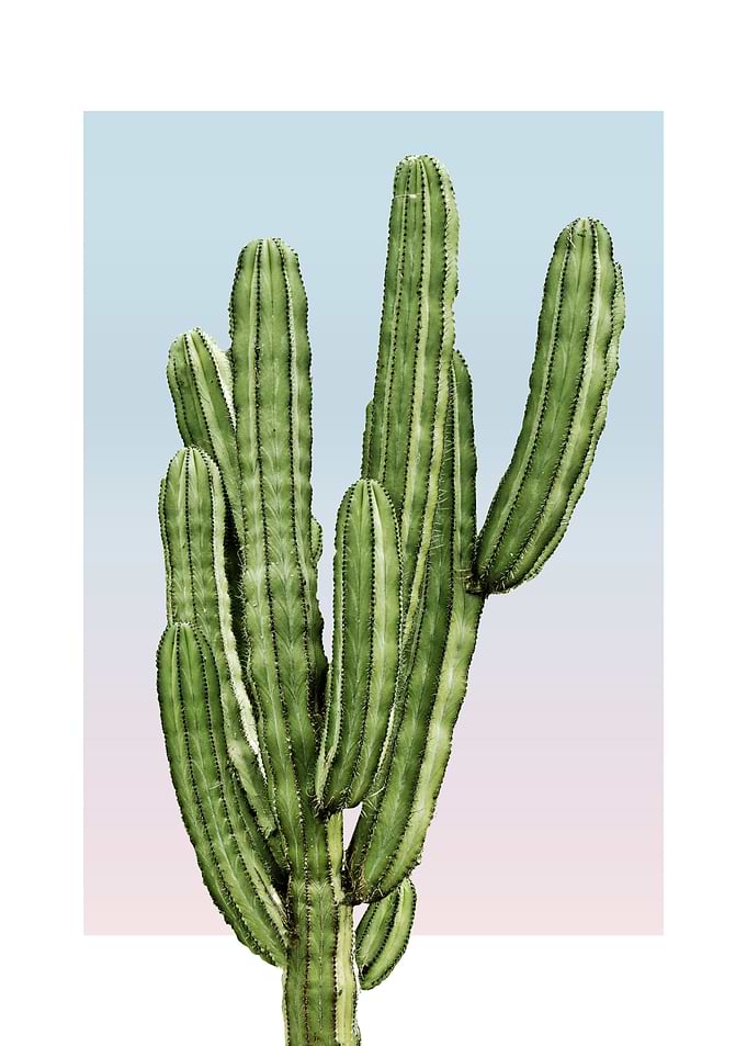 Cactus in Sunset 2