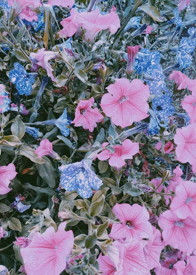Surfinias flowers