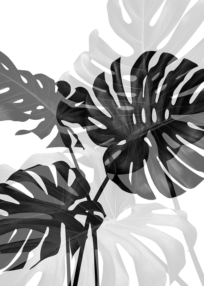Monstera Art