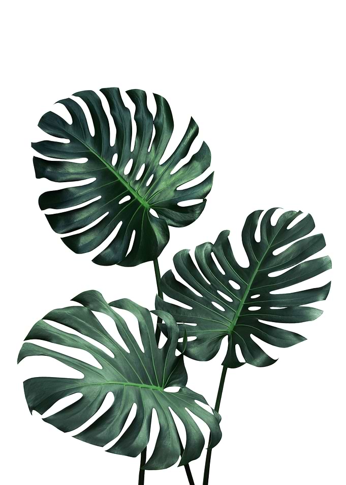 Monstera Plant 2