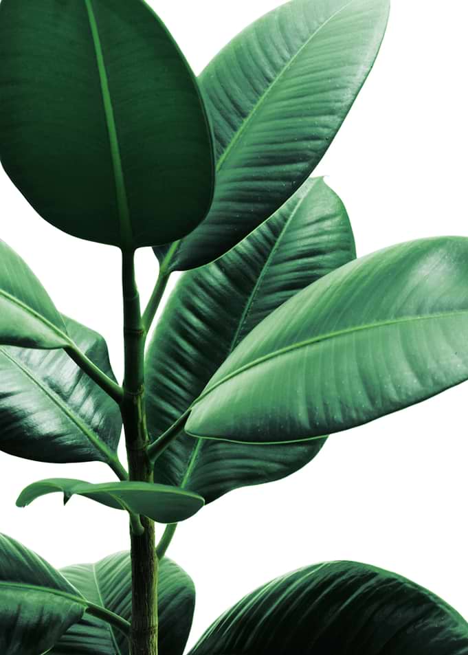 Rubber Plant 2