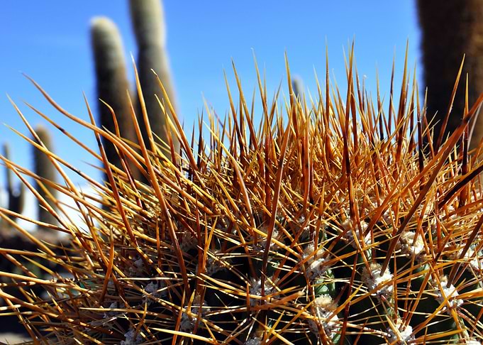 cacti at salar de uyuni