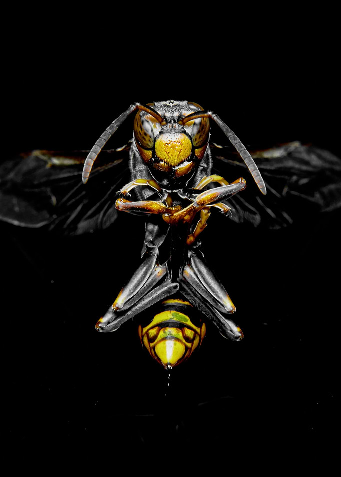 wild Bee poster cool Bee