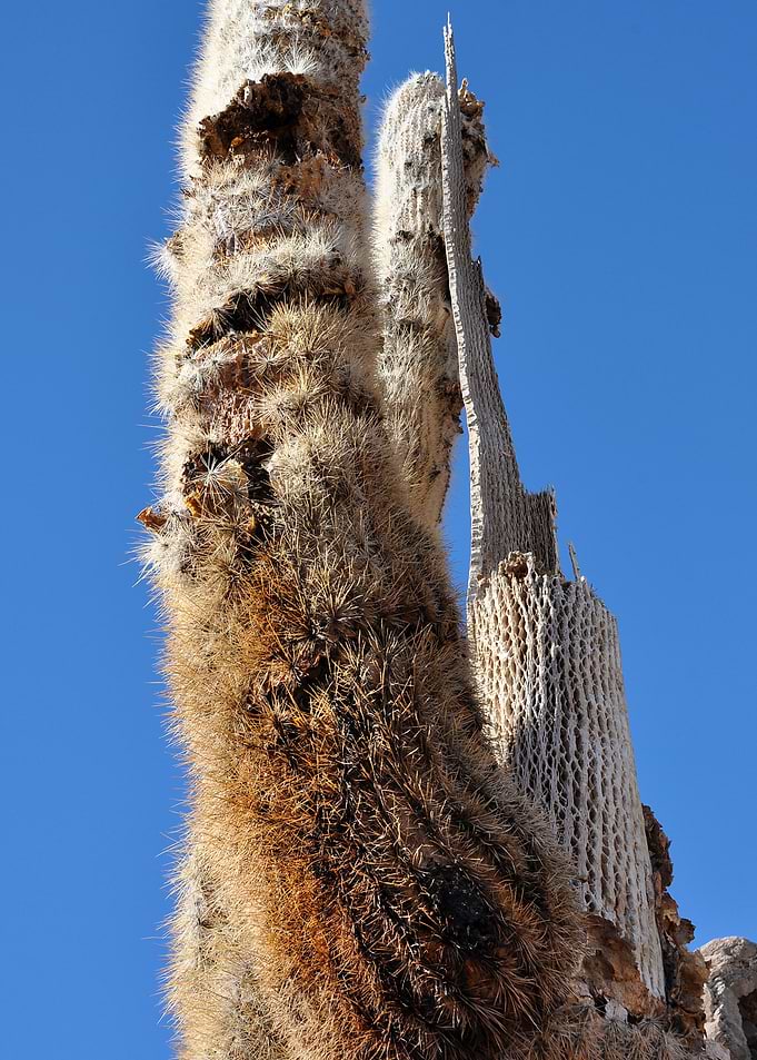 cactus at salar de uyuni