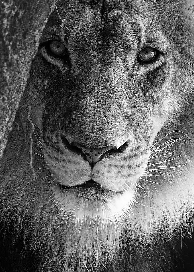 wild lion face poster