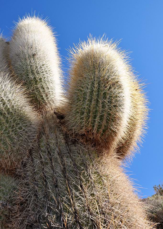 cactus close up