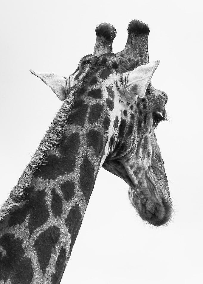 wild giraffe head poster