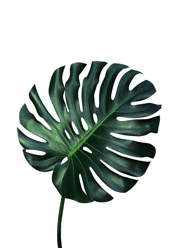 Monstera Plant 3