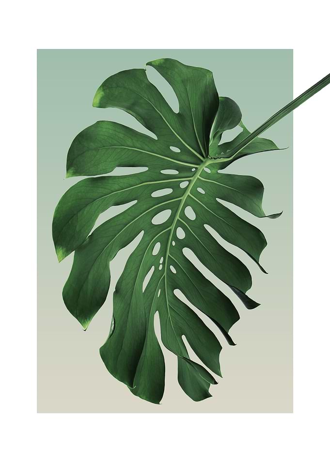 Monstera in Olive 6