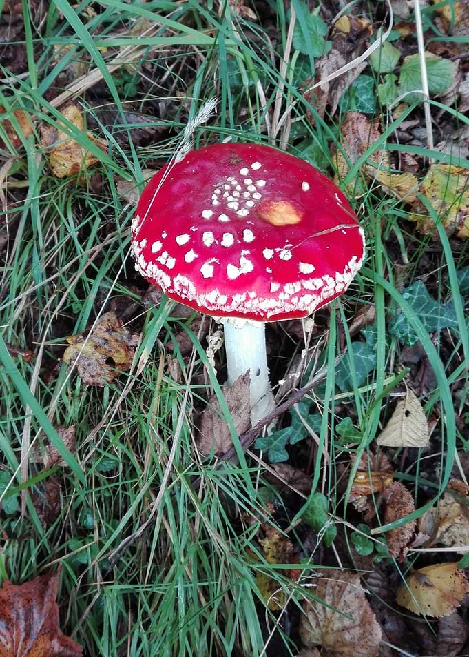 toadstool