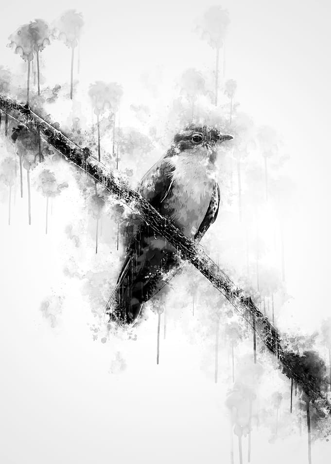 Plaintive Cuckoo BW