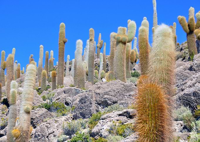 cacti salar de uyuni boliv