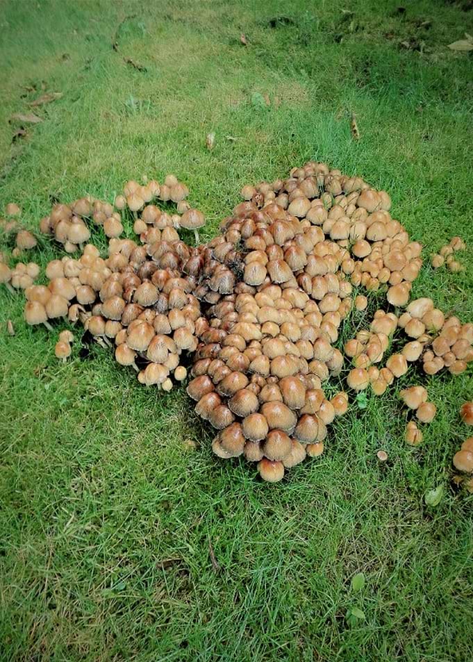 mushrooms in the rain
