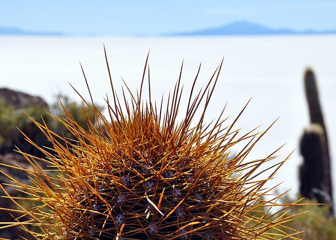 cactus close up