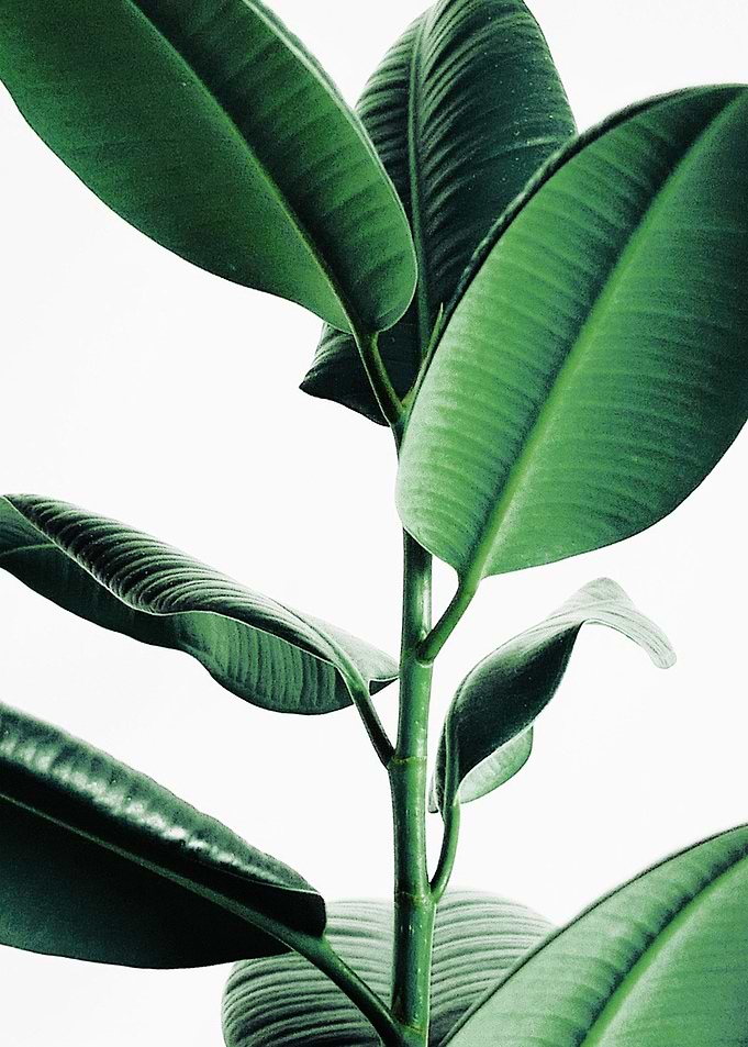 Rubber Plant 3