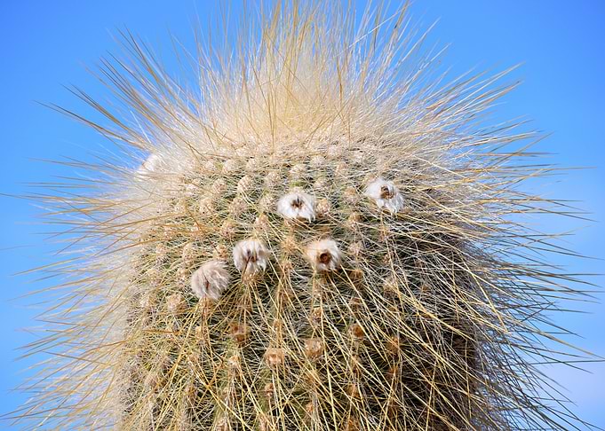 cactus close up