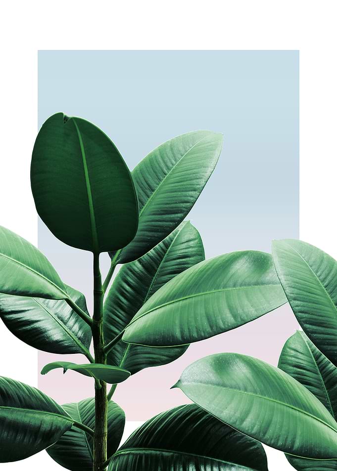 Rubber Plant in Sunset 3