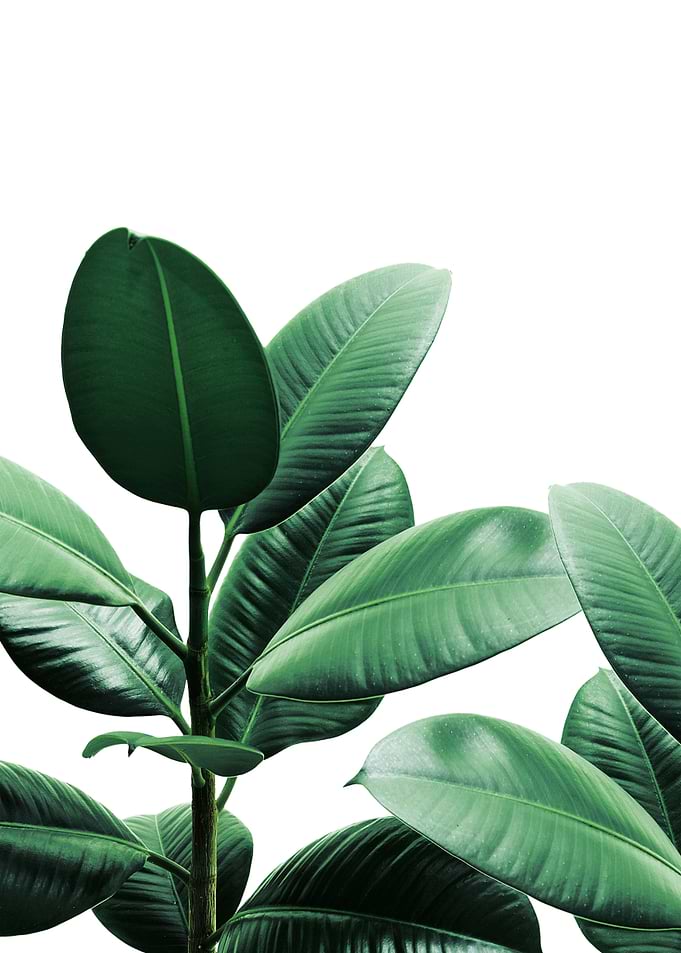 Rubber Plant 4