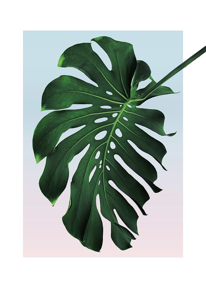 Monstera in Sunset 6