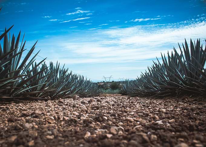 TEQUILA