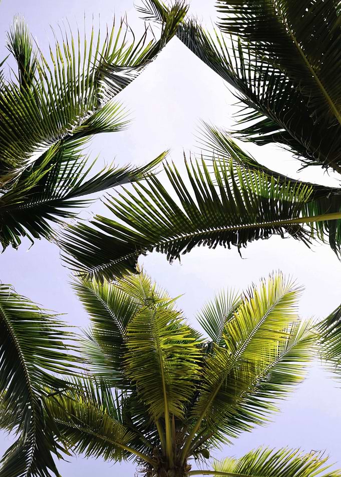 Palms