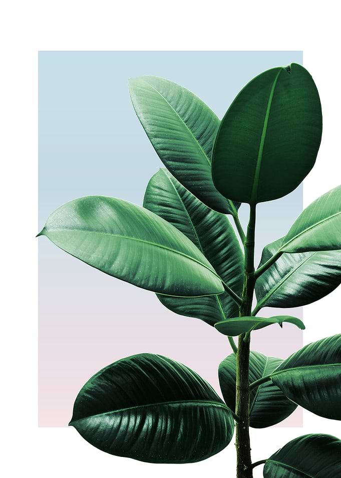 Rubber Plant in Sunset