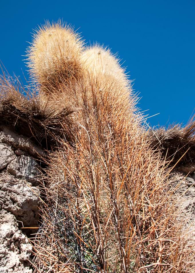 cactus close up