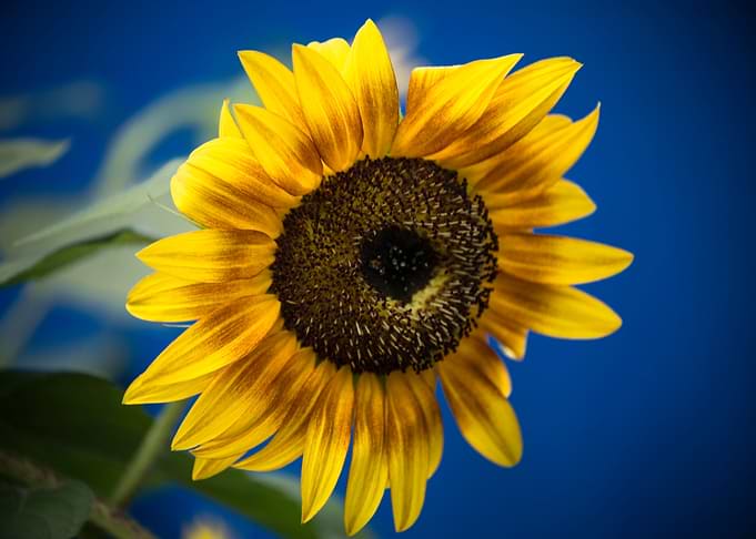 A Sunflower for Frida