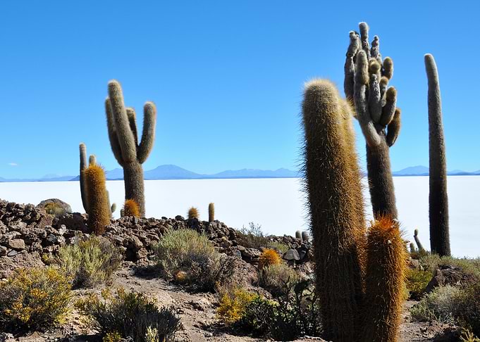 cacti at salar de uyuni