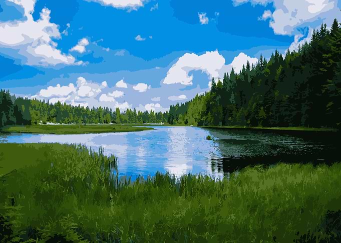 Daylight Forest