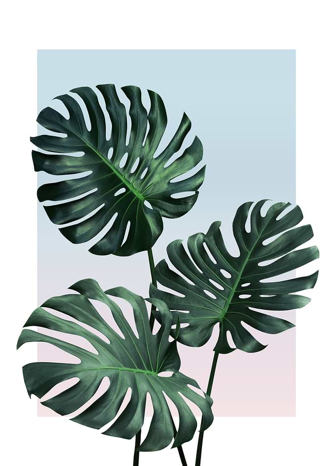 Monstera in Sunset 2