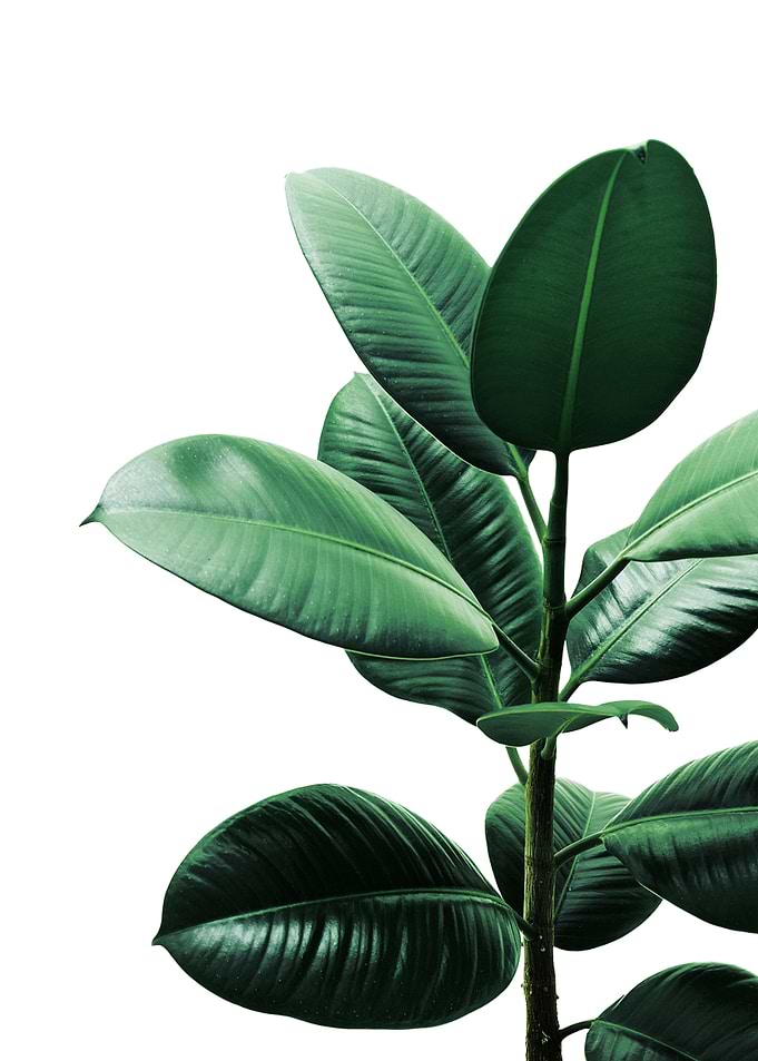 Rubber Plant