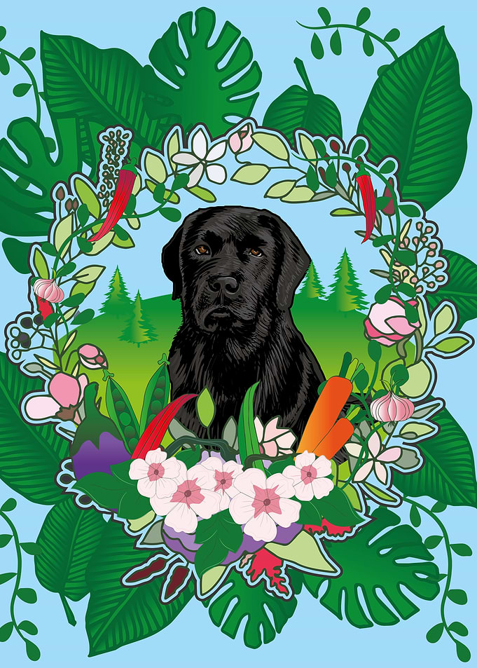 Labrador Retriever Dog