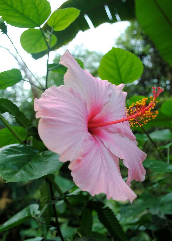 Pink Delight