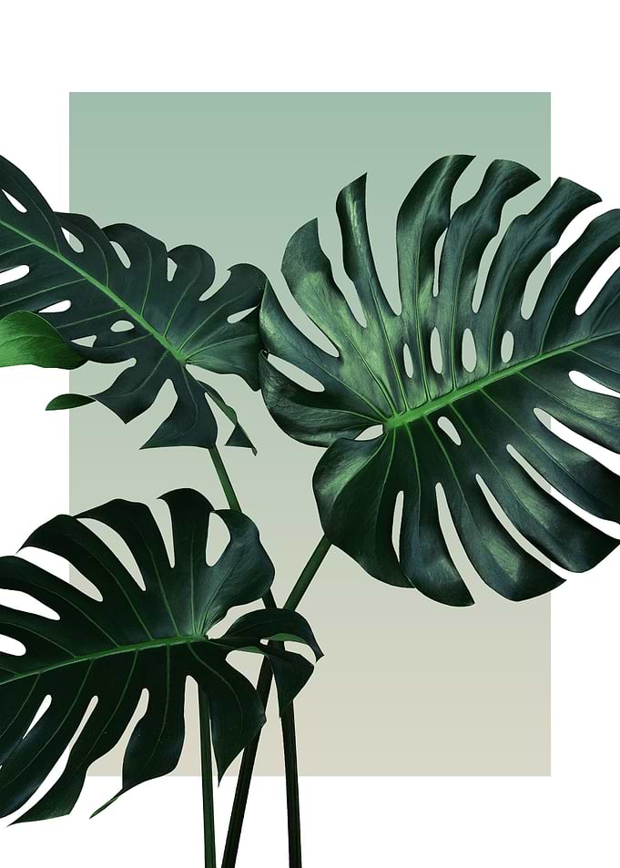 Monstera in Olive 4