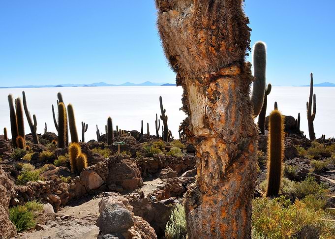 cactus at salar de uyuni