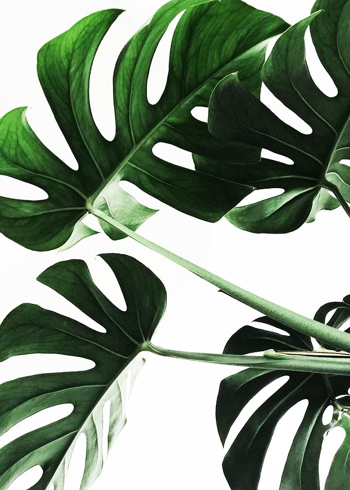 Leaf
