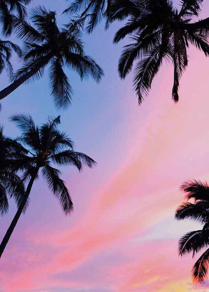 Palms