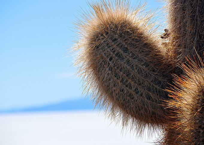 cactus in salar de uyuni