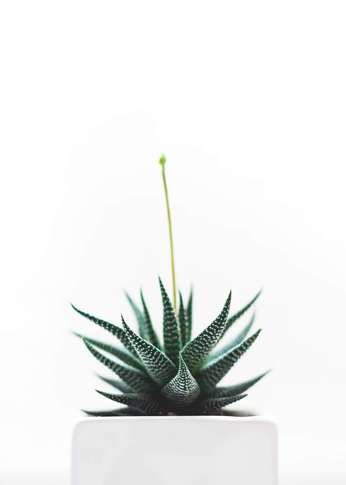 Leaf