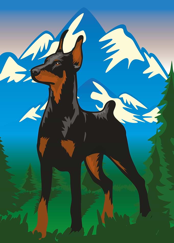 Dobermann dog