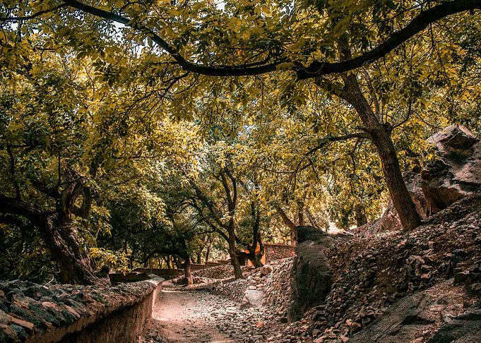 Toubkal Woods
