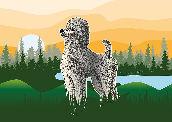 Poodle dog
