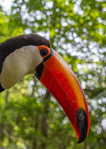 A toucan laid on a tree