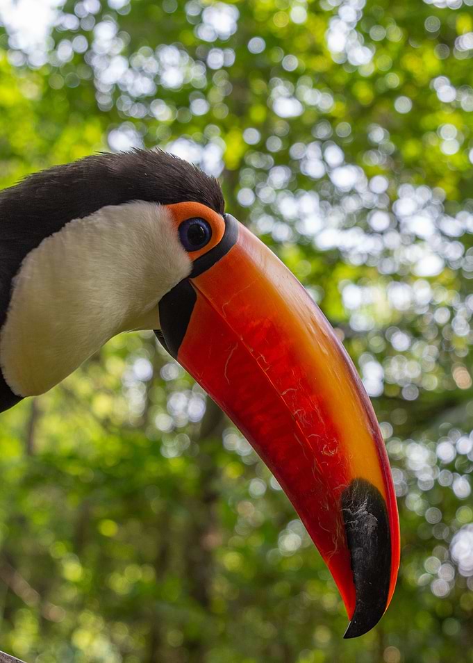A toucan laid on a tree