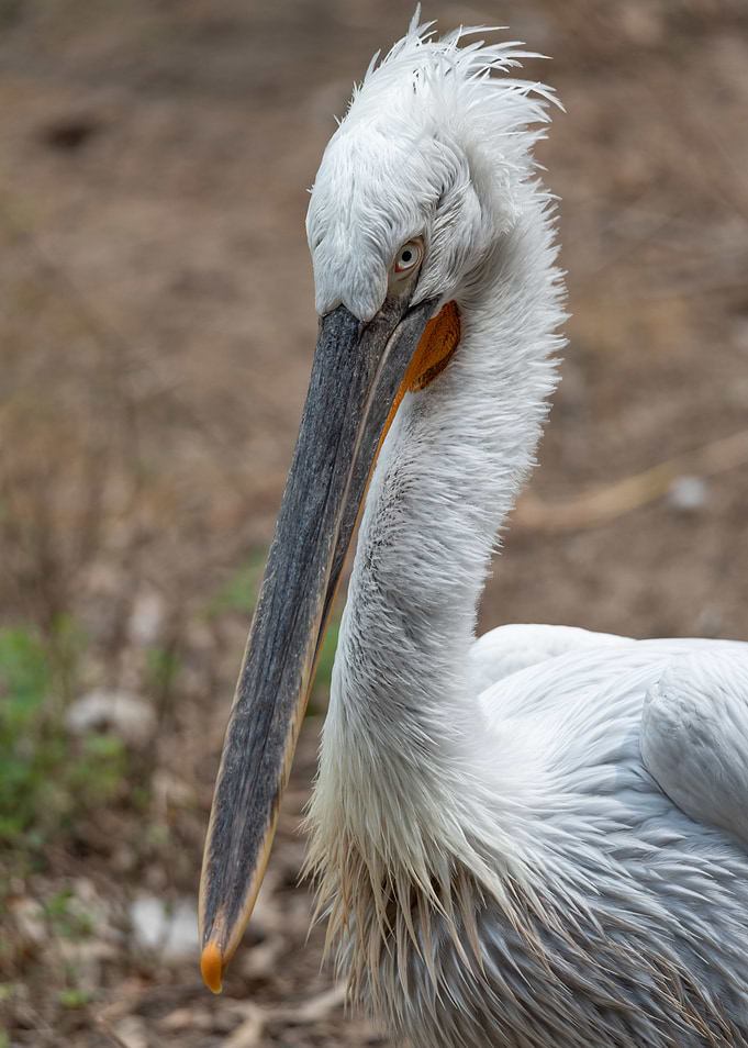 Closeup portrait of a pel