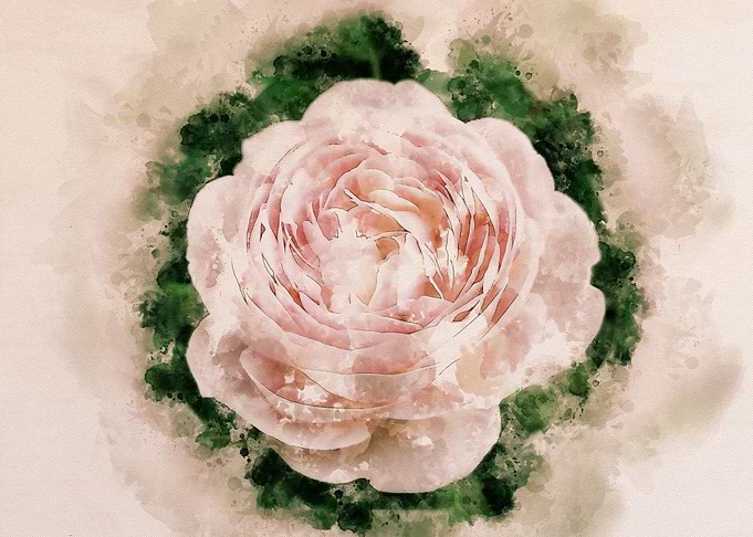 Watercor Rose Flower