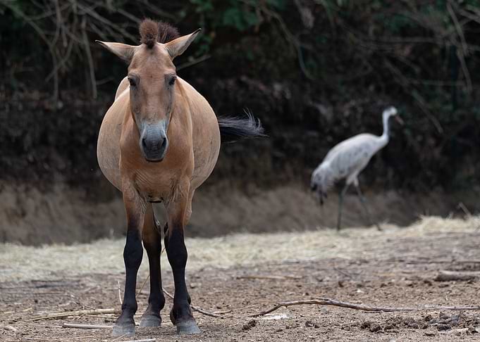 wild horses